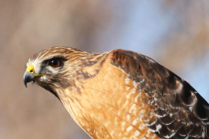 Red-shouldered Hawk