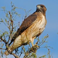 Newshawk