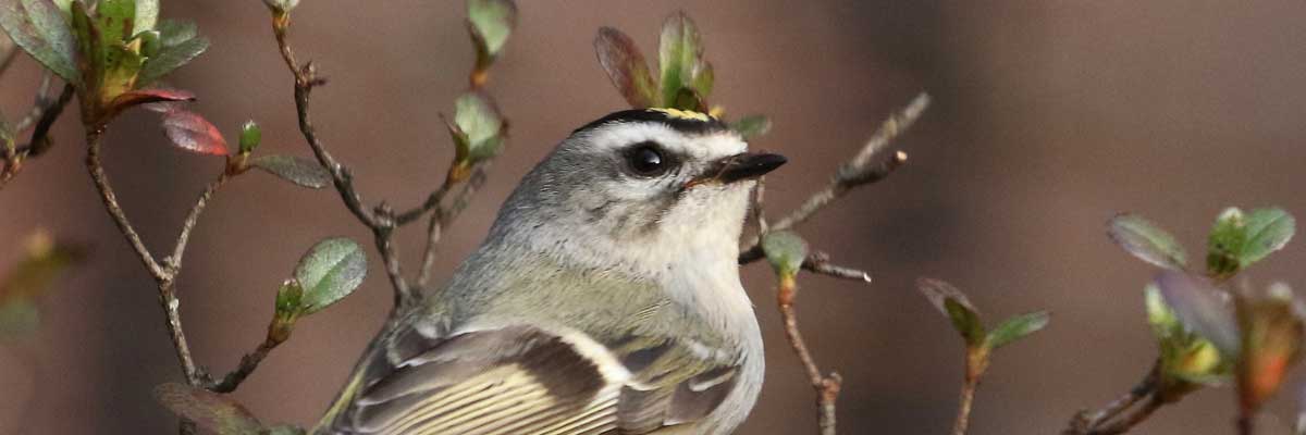 Golden Crown Kinglet