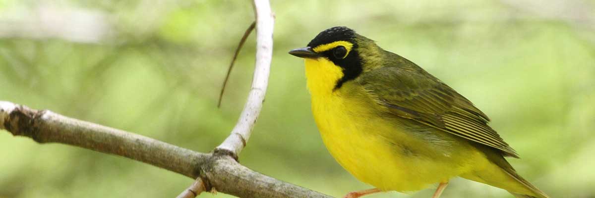 Kentucky Warbler