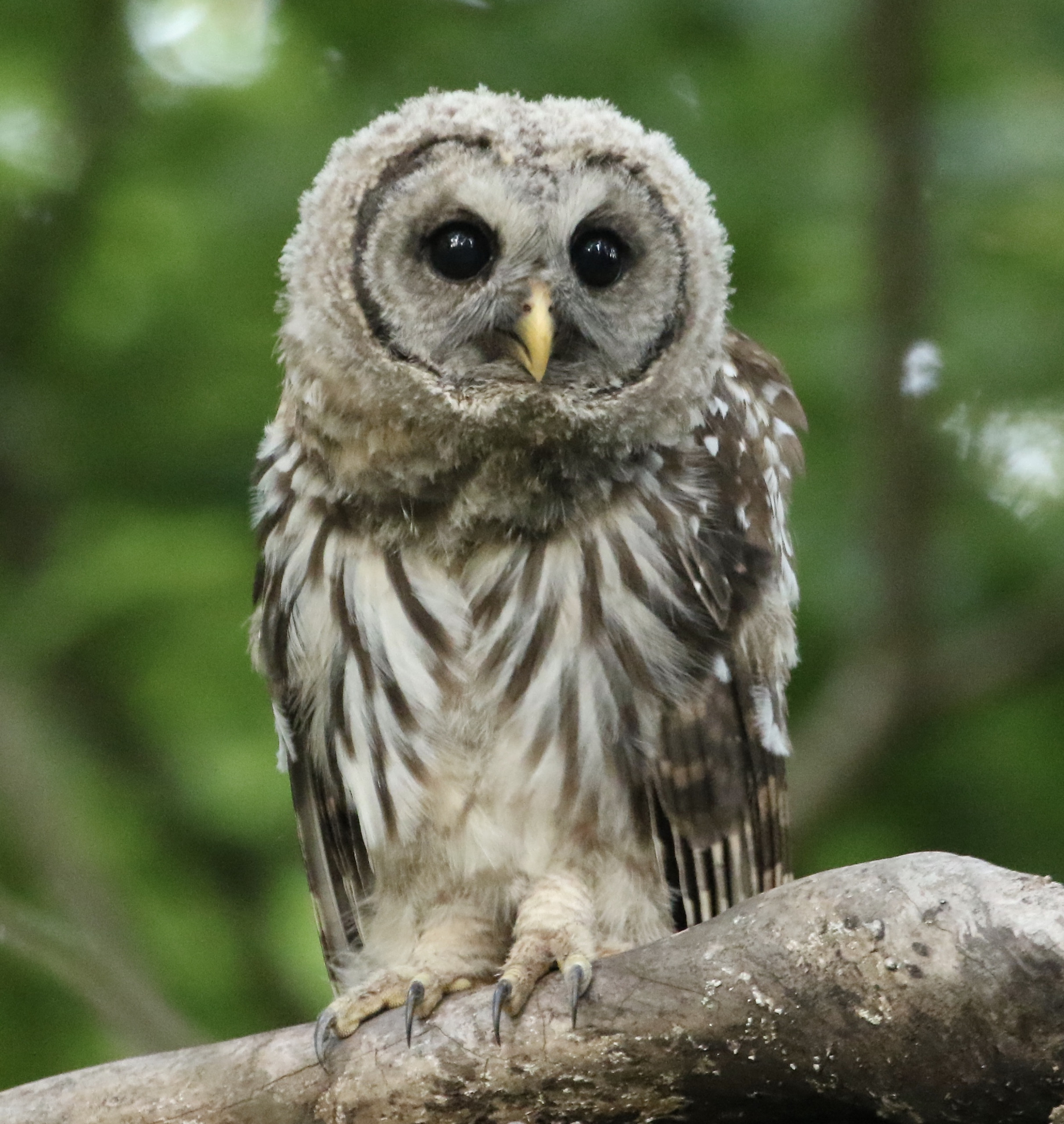 Barred Owl chick