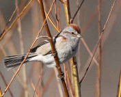 American-Tree-Sparrow---C-Routledge
