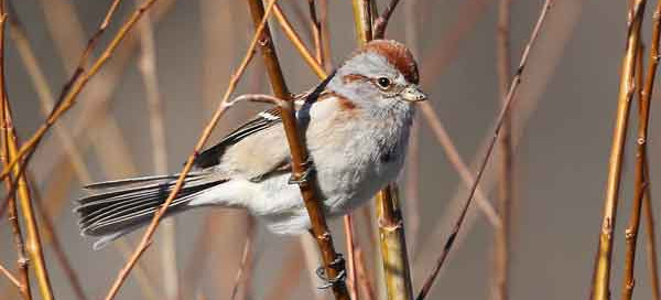 American-Tree-Sparrow---C-Routledge