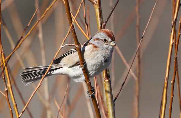 American-Tree-Sparrow---C-Routledge