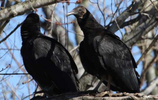 Black Vultures