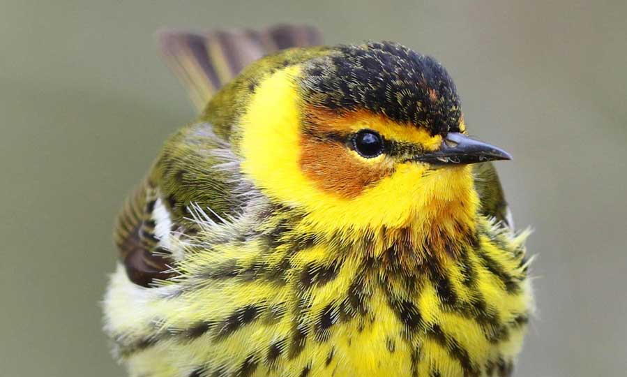 Cape May Warbler by Susie Russenberger