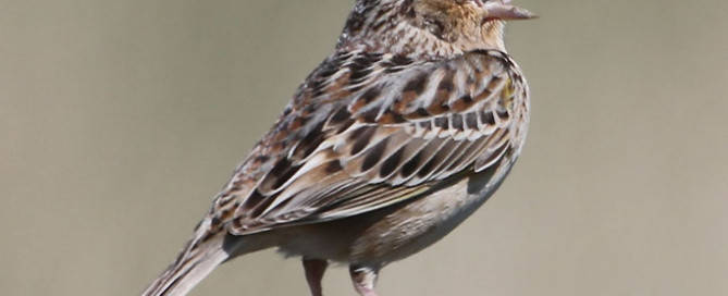 Grasshopper-Sparrow