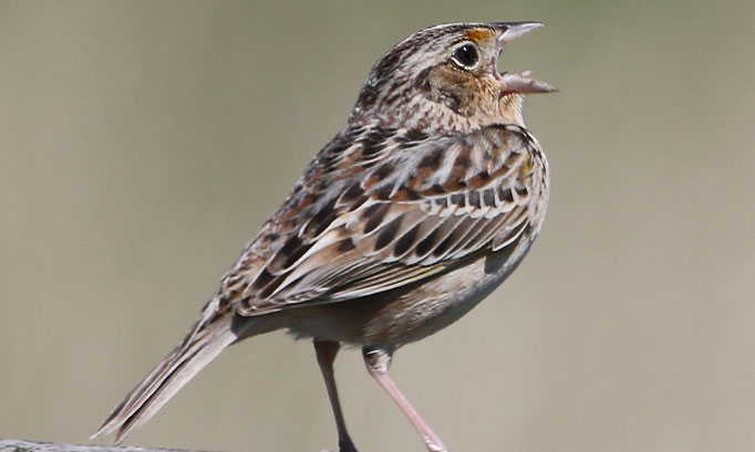 Grasshopper-Sparrow