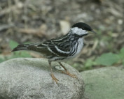 Male Blackpoll Warbler