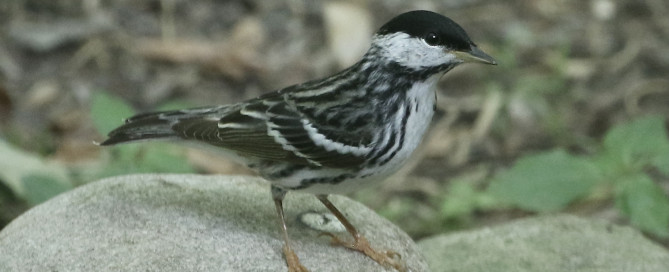 Male Blackpoll Warbler