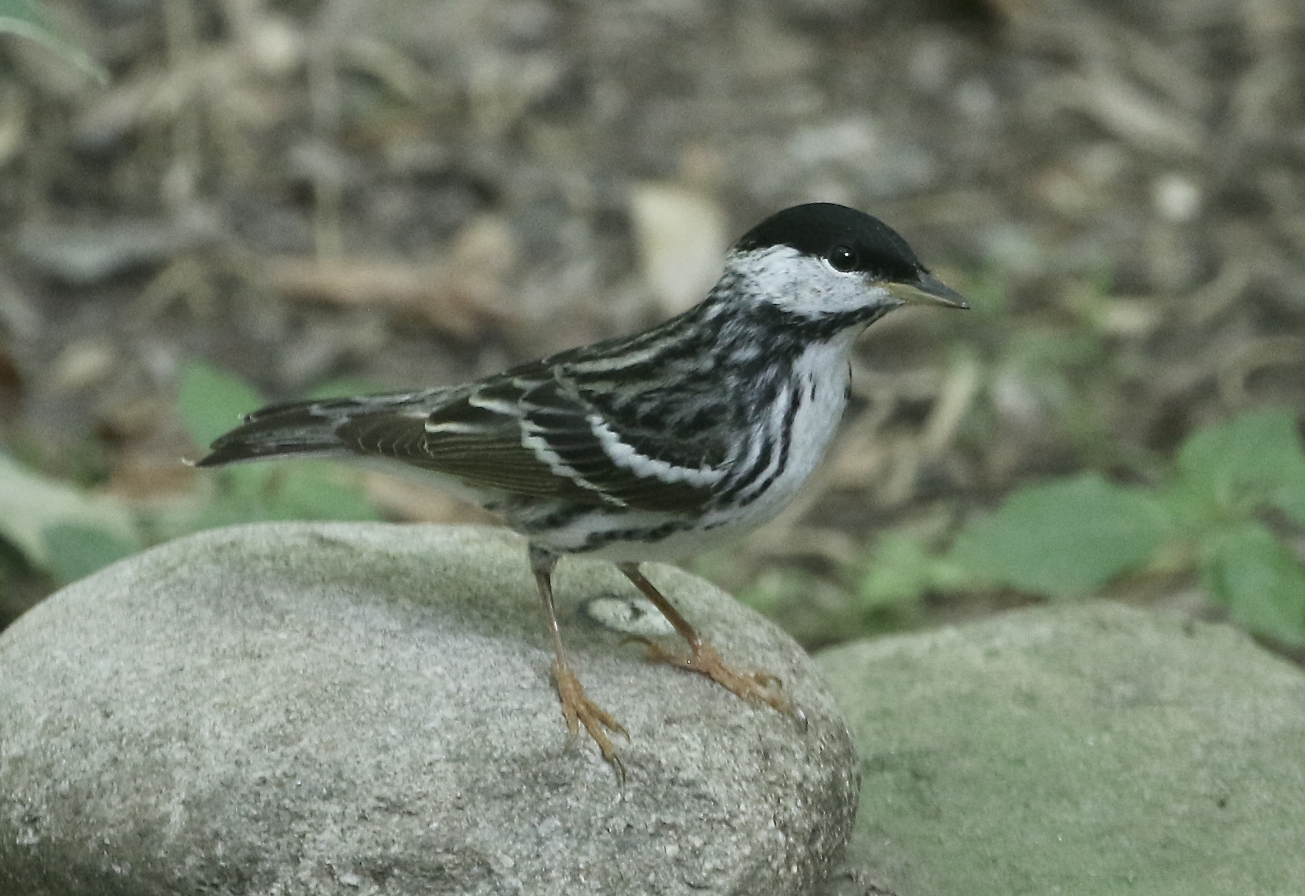 Male Blackpoll Warbler