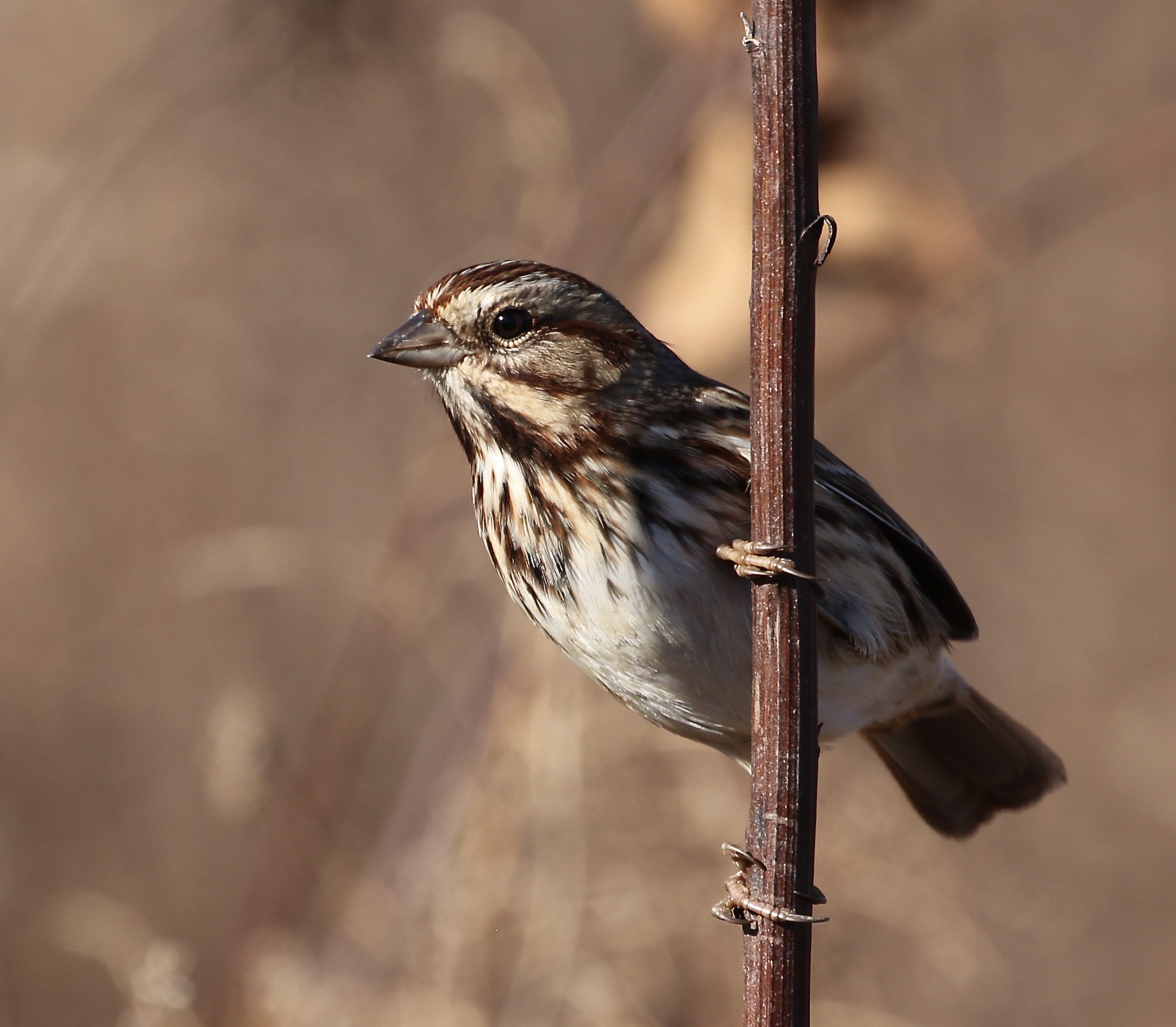 Song Sparrow