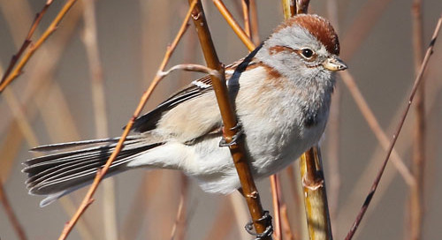 American Tree Sparrow