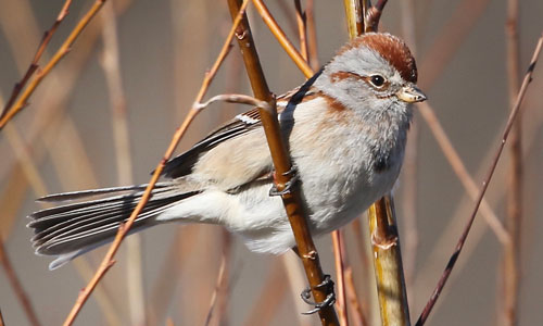 American Tree Sparrow