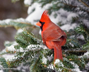 Northern Cardinal