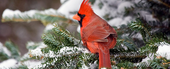 Northern Cardinal