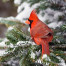 Northern Cardinal