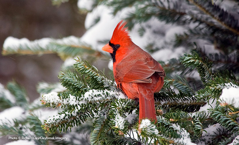 Northern Cardinal