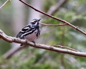 Black and White Warbler