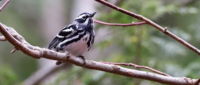 Black and White Warbler