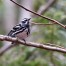 Black and White Warbler