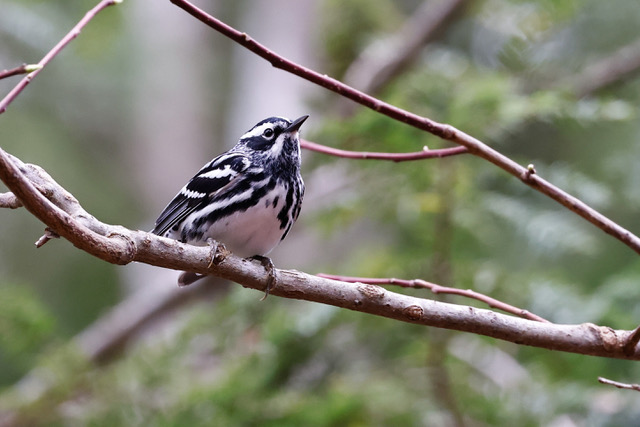 Black and White Warbler