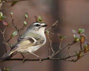 Kinglet