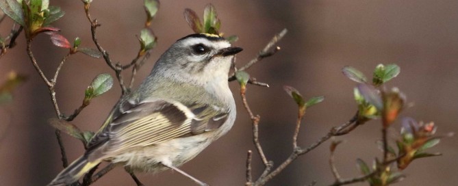 Kinglet