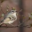 Kinglet