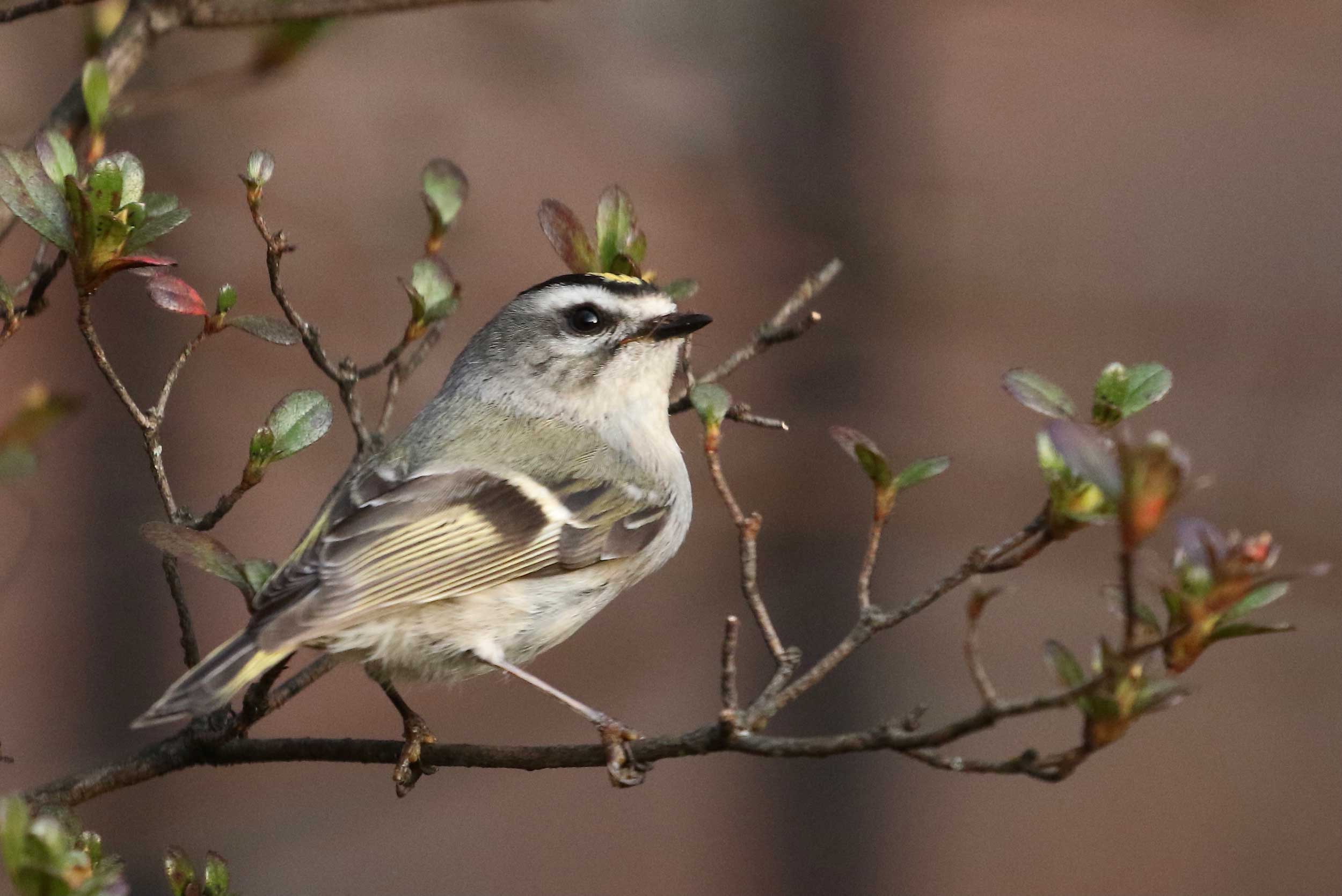 Kinglet